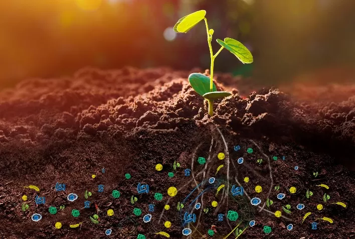 Multibenefícios para o solo, para a planta e para o bolso do agricultor