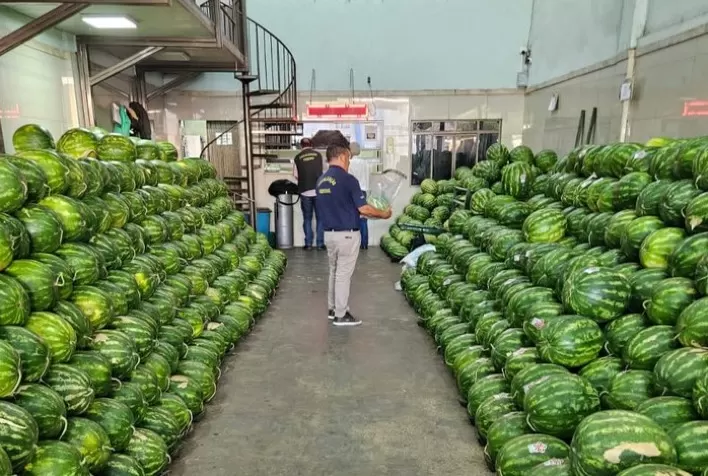 Mapa intensifica fiscalização de resíduos de agrotóxicos em produção de melancias em Goiás