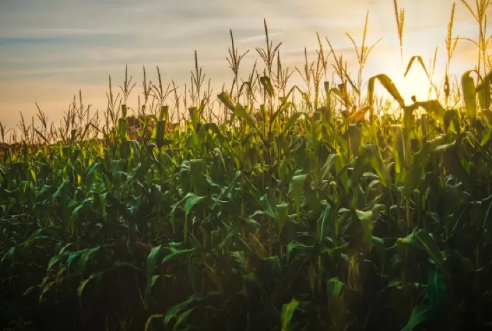 Unaí é o município mais rico de Minas no agronegócio