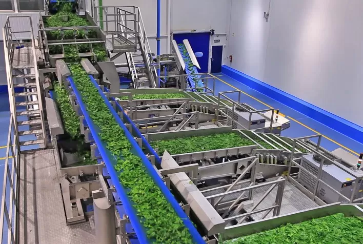 Classificadores revolucionários estão combatendo a ameaça de ervas daninhas tóxicas em vegetais verdes
