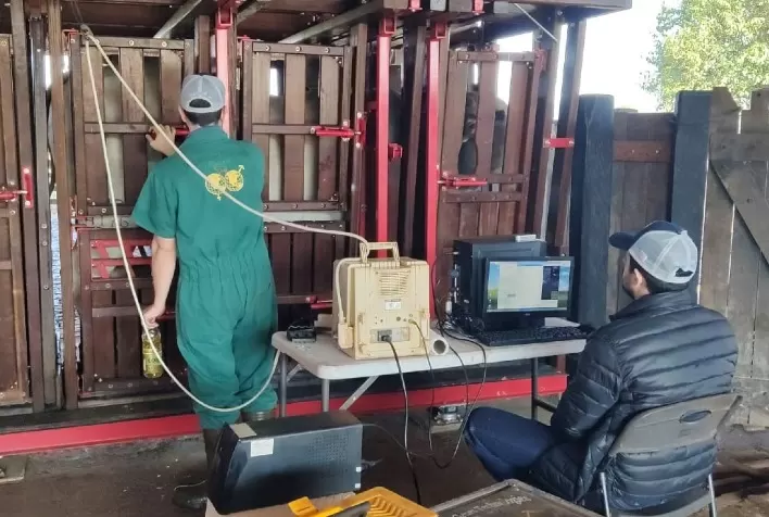 Produtividade na pecuária: ultrassonografia de carcaças pode ser subsidiada pelo Sebraetec