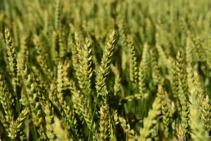 Biotrigo e Agrária lançam primeira cultivar de trigo exclusiva para malte do Brasil