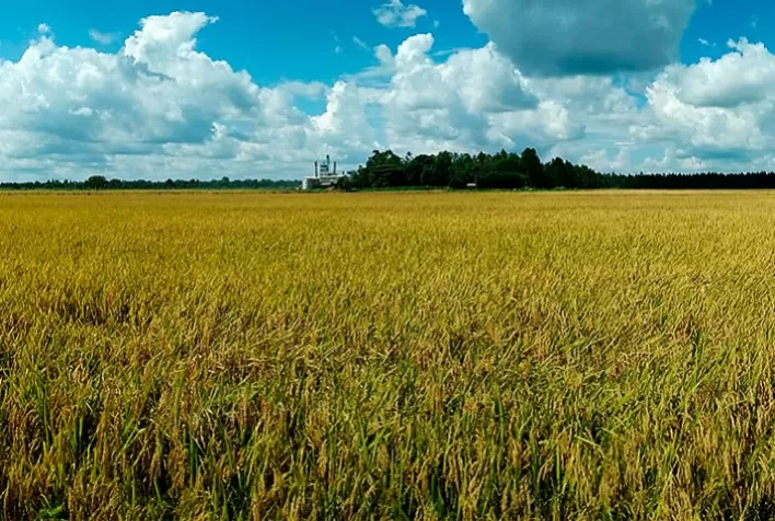 Estimativas indicam alta na produção de arroz