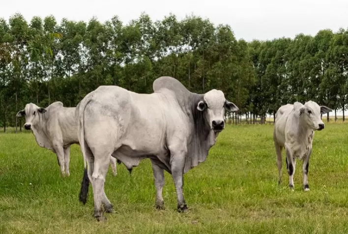 Ao aliar produção de alimentos ao bem-estar animal, Brasil se torna referência mundial