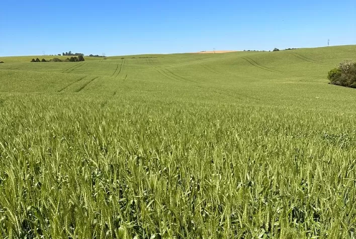 Semevinea traz genética para revolucionar o plantio de inverno