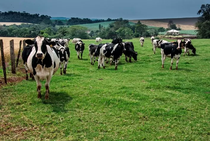 RS é o estado mais atuante no combate à brucelose e tuberculose