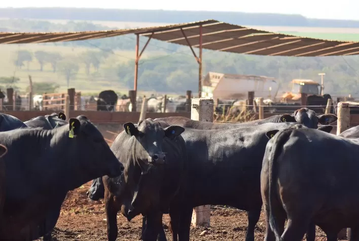 Solução genética entrega bezerros extras e aumenta rentabilidade de pecuaristas