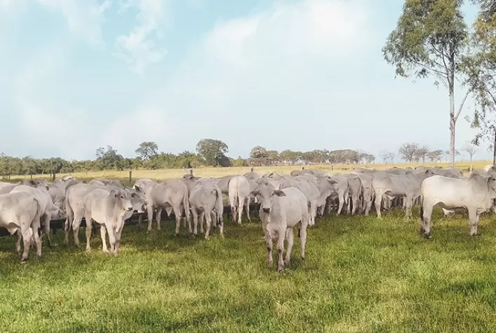 Valor Bruto da Produção bovina em setembro sinaliza queda na participação pecuária
