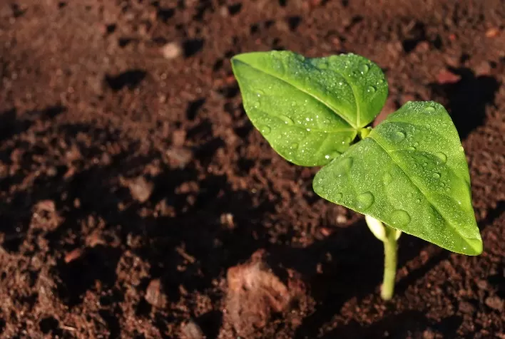 Agrodefesa alerta para o fim do vazio sanitário do feijão em todas as regiões de Goiás