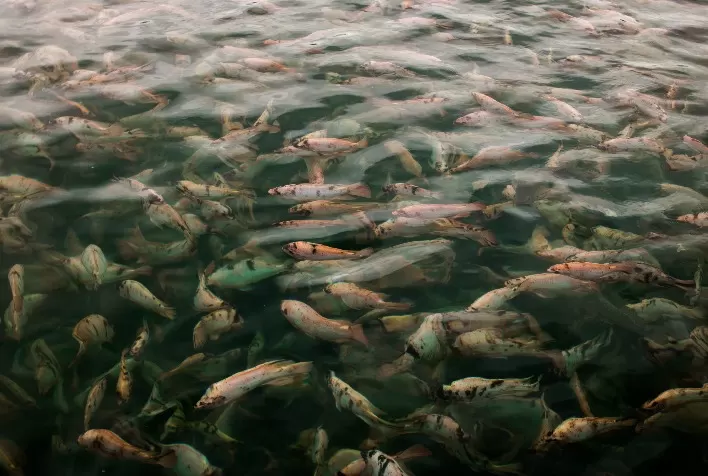“Certificações internacionais de excelência abrem portas para o peixe brasileiro no exterior”, afirma especialista da Fider Pescados