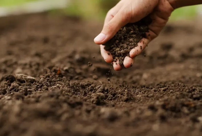 Ataplan é o novo biofungicida da FMC para controle de doenças de solo