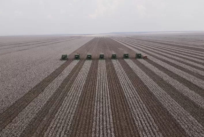 Cultivares superprecoces de soja podem salvar janela de plantio da safrinha de algodão ou milho