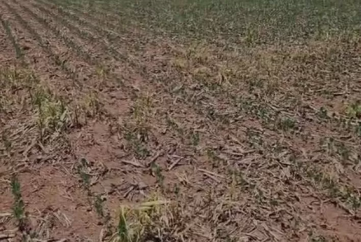 Irregularidade nas chuvas pode comprometer desempenho da produção de soja na safra 2023/2024