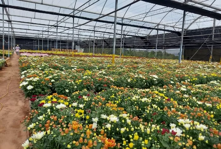 Volume de produtos e preços das flores para Finados mantêm patamares de 2022