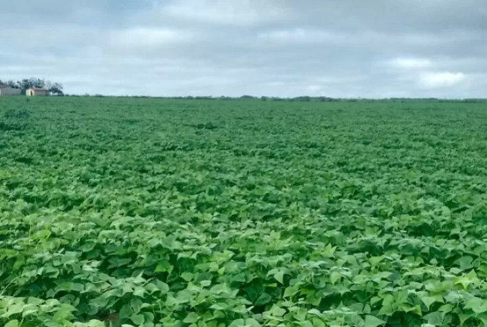 Ibrafe: El Niño destrói Feijão no Paraná