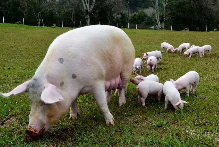 Brasil tem o menor custo de produção de suínos entre 17 países