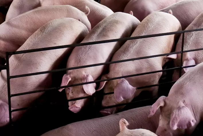 Agroceres PIC lança Guia Valor Máximo de Carcaça