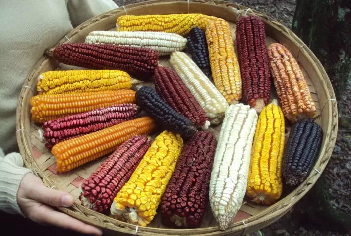 Estudo mapeia a diversidade do milho nas terras baixas da América do Sul