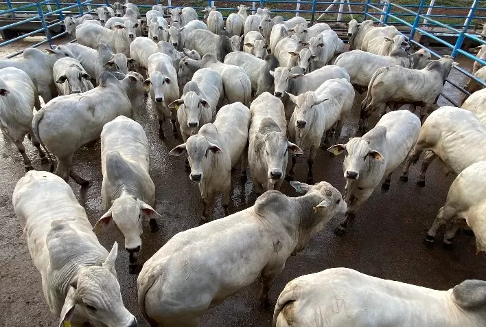 Circuito Nelore de Qualidade 2023 avalia animais jovens, pesados e com boa cobertura de gordura em Senador Canedo (GO)