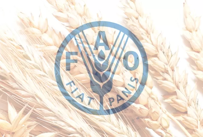 FAO prevê produção recorde de cereais