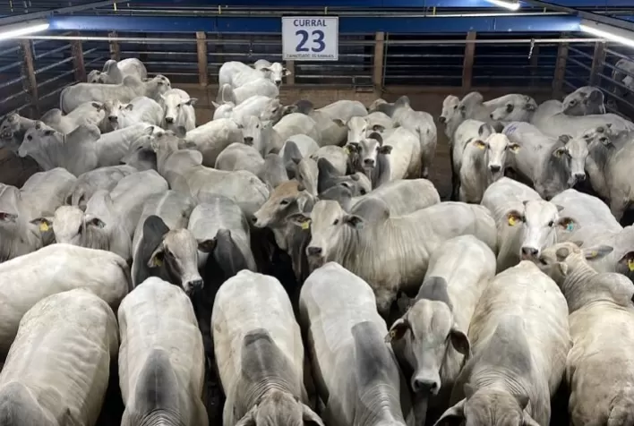 Maior etapa da história do Circuito Nelore de Qualidade avalia mais de 3.000 animais em Barra do Garças (MT)