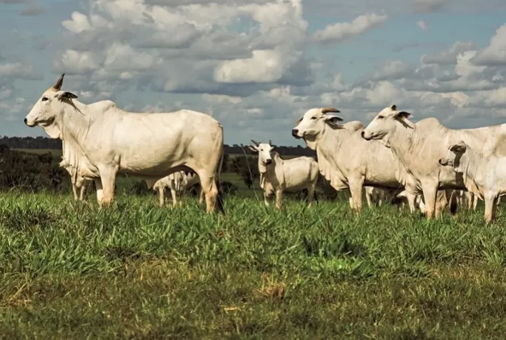 Minerva Foods, Biogénesis Bagó e Phibro Saúde Animal anunciam os resultados da 5ª edição do Programa de Eficiência de Carcaça (PEC)