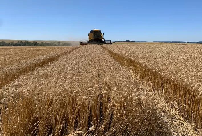 160 mil toneladas de trigo são negociadas em leilões realizados pela Conab