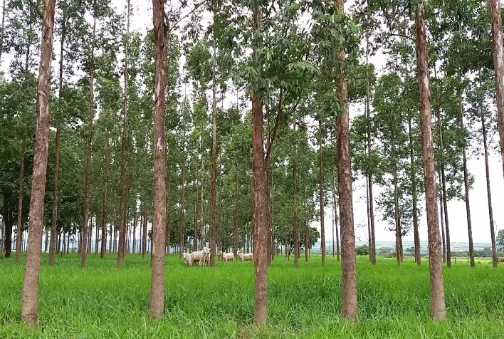 Integração Lavoura-Pecuária-Floresta otimiza o sistema de produção e preserva o meio ambiente