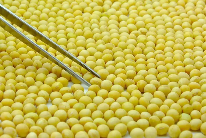 EMBRAPA: Curso traz principais tecnologias de produção de sementes de soja