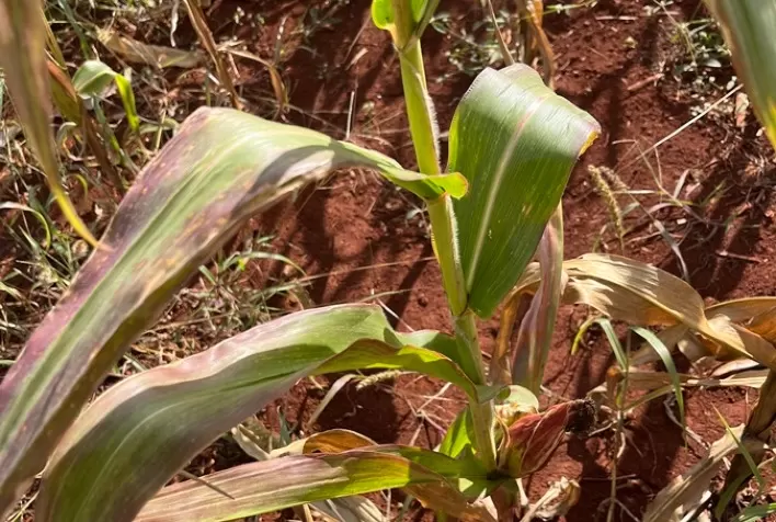 Monitoramento e manejo estruturado reduzem ação danosa da cigarrinha-do-milho, mostram estudos do ‘Agrimip’