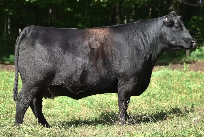 SEMEX lança mundialmente o Programa Progenesis Beef