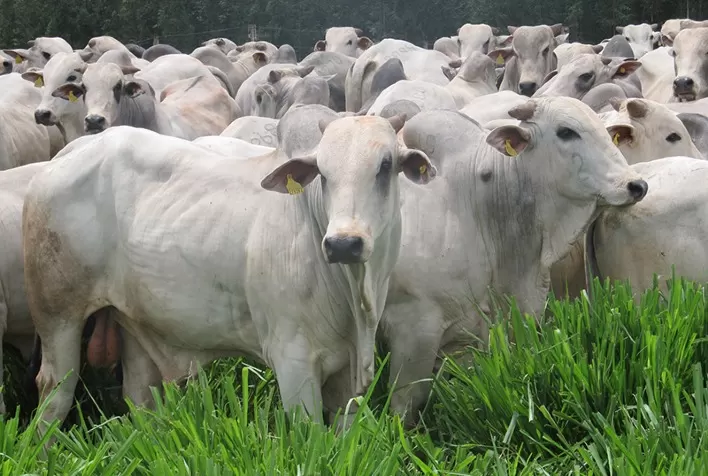 Desempenho do boi gordo na 45ª semana de 2023