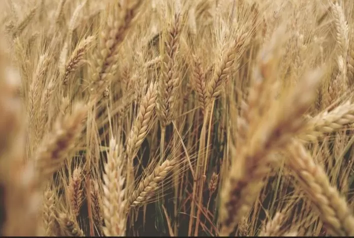 TRIGO TROPICAL: Como o Mapa e a Embrapa trabalham para aumentar a produção do cereal no Brasil