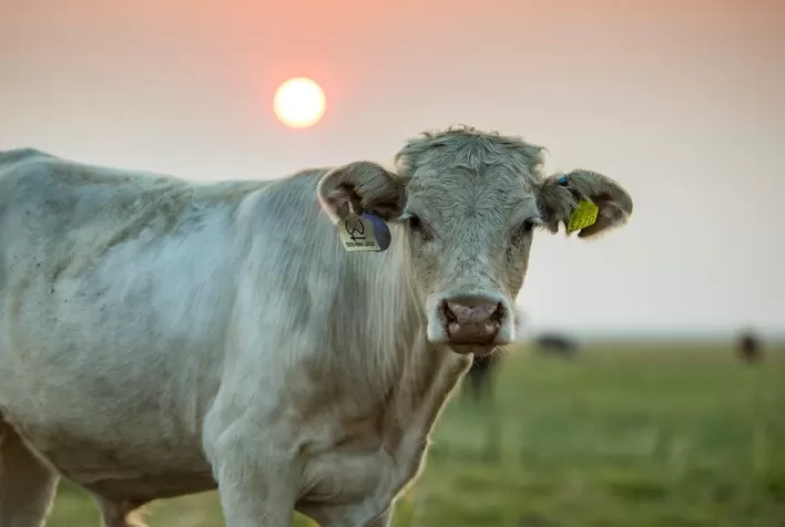 Altas temperaturas aumentam risco de estresse térmico e prejudica desempenho dos bovinos