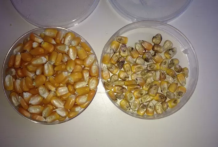 Pesquisa pioneira no Brasil aponta variedades de milho com alta produtividade e mais resistentes a fumonisinas