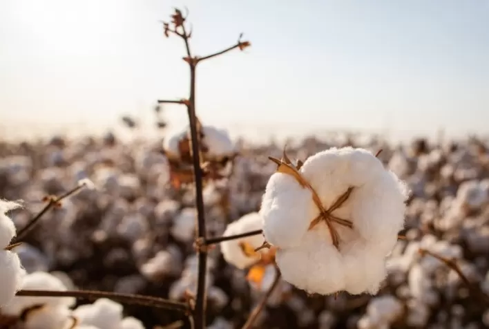 Ramulária pode provocar perdas de até 75% da produtividade do algodão