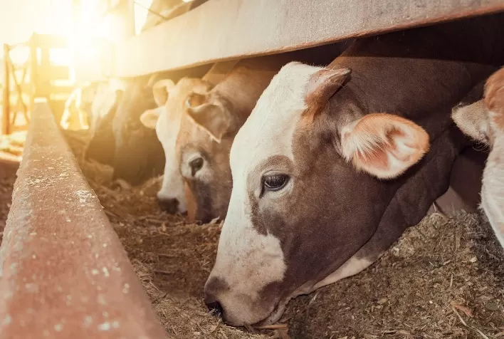 Avanços científicos revelam a importância imprescindível da saúde intestinal dos animais