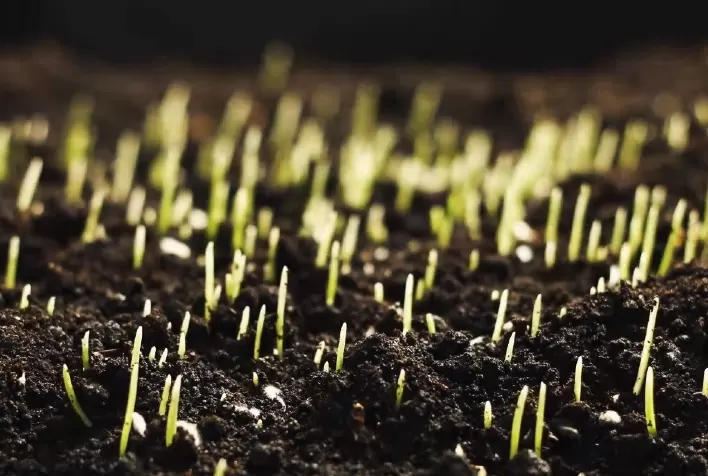 Produtos biológicos revolucionam a agricultura brasileira e mundial