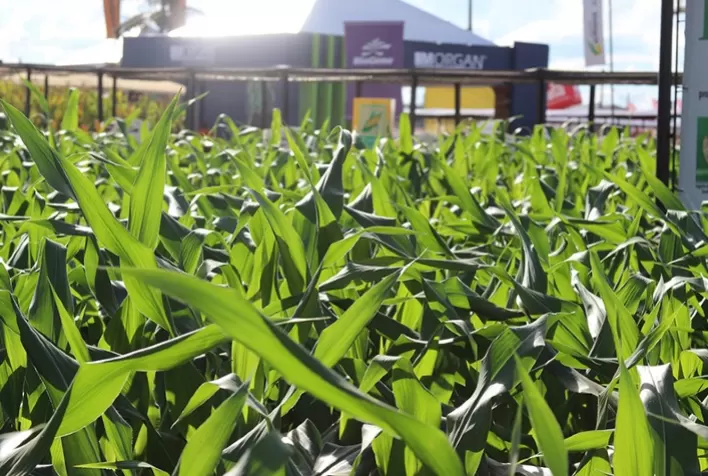 MG377, da Morgan, supera produtividade de principais concorrentes no Sul do País