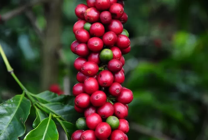 Projeções do USDA apontam redução nas safras de café do Brasil e Vietnã para 2023/24