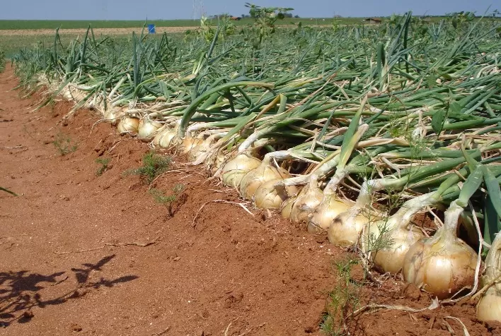 Desafios climáticos afetam produção e comercialização de cebolas em regiões do Brasil