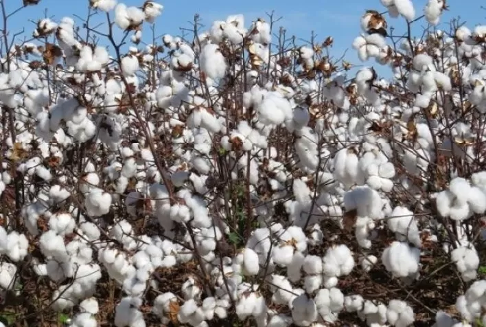 Queda nos preços do caroço de algodão em Mato Grosso é impulsionada por maior oferta