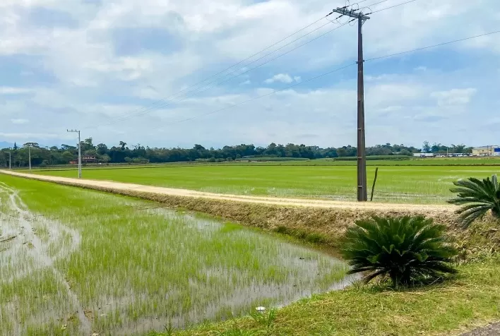 Santa Catarina lidera cultivo de arroz com método pré-germinado, priorizando qualidade
