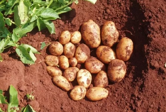 Batatas transgênicas na Nigéria: aumento de até 300% na produtividade