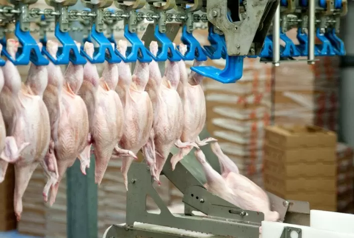 Evolução dos preços do frango abatido em 2023 e perspectivas para o início de 2024
