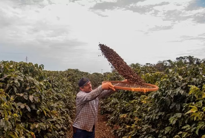 Produtores de Mandaguari e região buscam a primeira denominação de origem para café paranaense