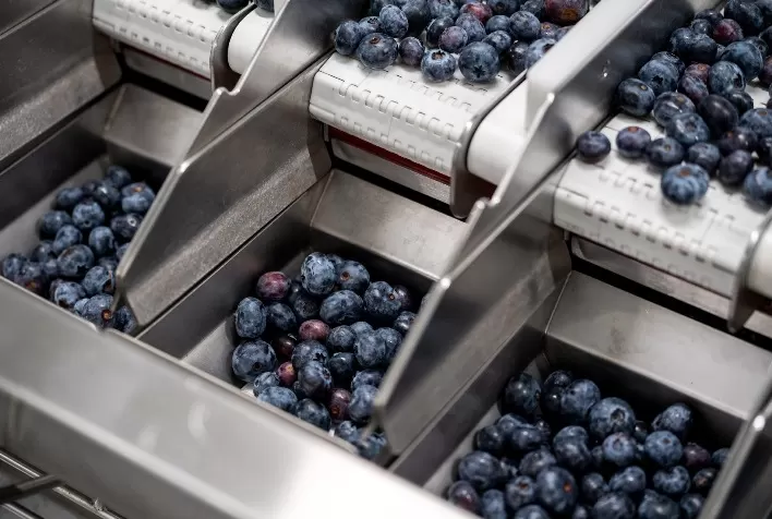 O produtor de Mirtilos Logofruits está crescendo rapidamente e abriu uma segunda fonte de receitas graças às soluções para linhas de alimentos Tomra