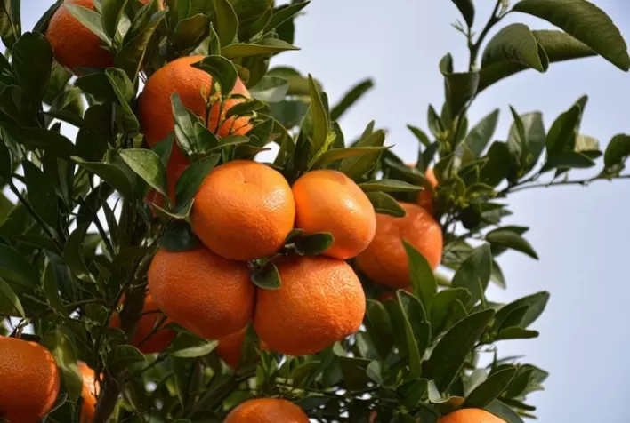Citricultor deve investir no manejo de inseticidas com ativos eficazes para o controle do inseto transmissor do greening