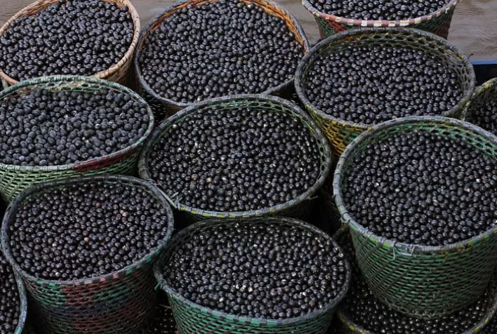 Publicação traz recomendações para a sustentabilidade da cadeia de valor do açaí