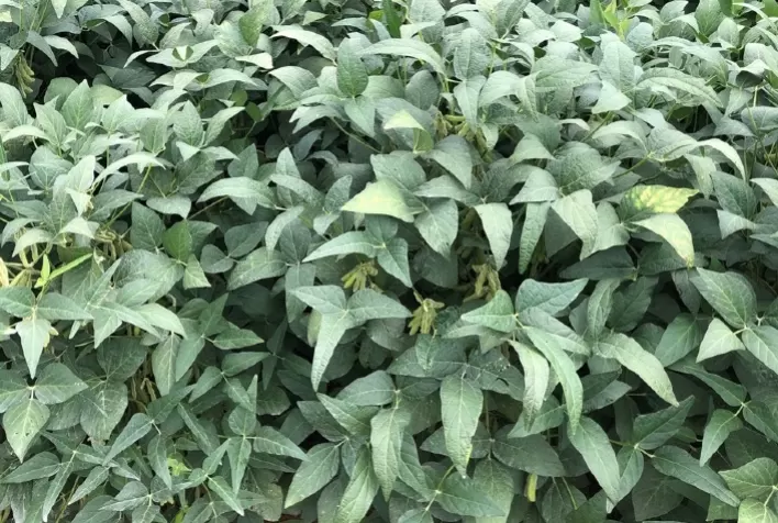 Bioestimulação para mais produtividade e grãos mais robustos